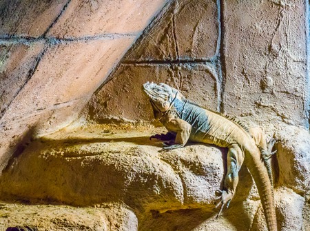 Rhinoceros iguana a horned and threatened tropical wild reptile animal from the caribbeanの写真素材