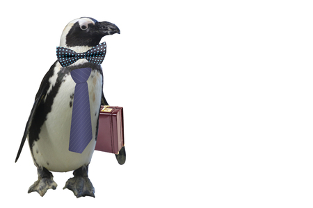 funny business or school teacher penguin concept isolated on a white backgroundの写真素材
