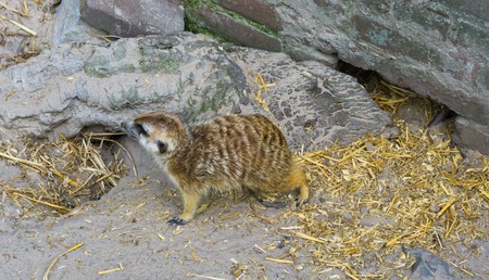 cute meerkat standing in front of some rocks a wild desert animal from africaの写真素材
