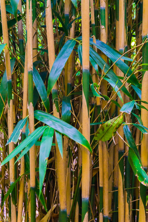 bamboo forest macro closeup of bamboo trunks natural japanese forest backgroundの写真素材