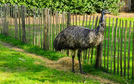Emu ostrich bird standing in the grass wildlife animal portrait a big bird from australiaの写真素材