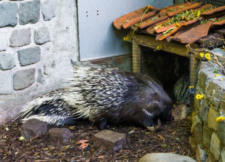 crested porcupine standing in the sand a wild rodent from africaの写真素材