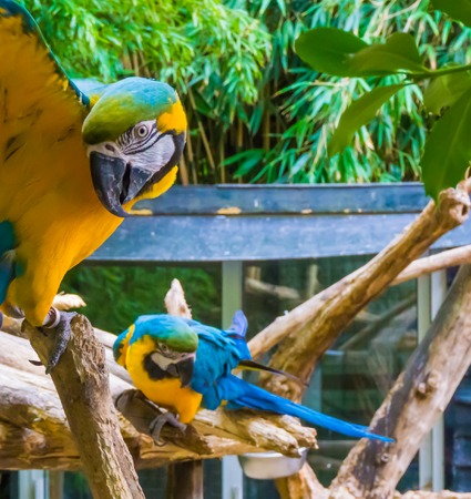 funny blue and yellow macaw parrot in closeup spreading his wings open and looking in the camera with another macaw parrot in the backgroundの写真素材