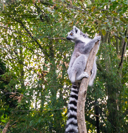funny and cute ring tailed lemur monkey climbing in a tree branch and hanging on the top looking...