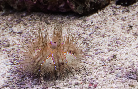 Juvenile red radiant sea urchin laying on the bottom and looking around, a tropical animal with spines from the pacific oceanの写真素材