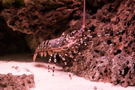 ornate spiny rock lobster climbing on a stone, a big tropical crayfish from the pacific oceanの写真素材