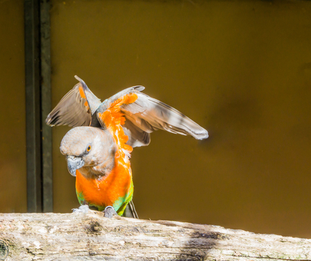 Red bellied parrot spreading its wings, a colorful tropical small parrot from africaの素材 [FY310115313261]