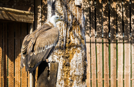 Closeup of a griffon vulture sitting on a wooden pole, a scavenger bird from eurasiaの写真素材