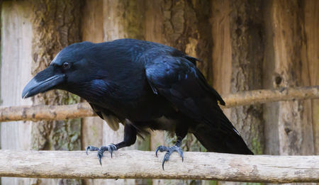 Big black raven on a branch in closeup, a popular mythological bird.の写真素材