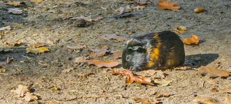 a black with brown banded guinea pig standing in the sandの写真素材