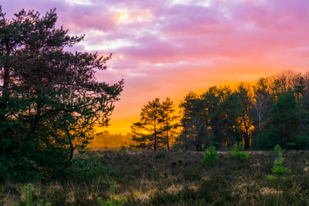 sunset in a forest heather landscape with polar stratospheric clouds, a rare weather phenomenon that colors the sky pinkの写真素材