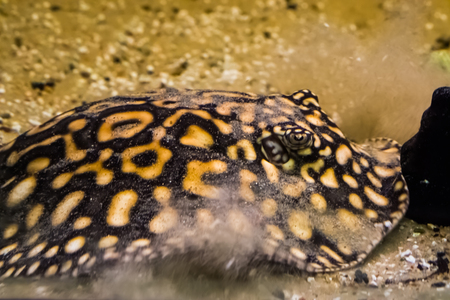 black stingray digging in the sand to camouflage and hide away, tropical fish from the rivers of brazilの写真素材