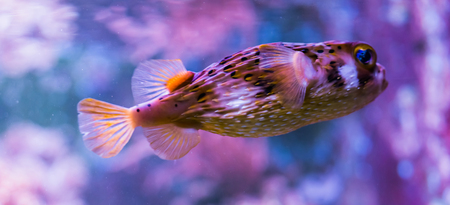 freckled porcupine fish with a colorful background, tropical colorful fish from the atlantic oceanの写真素材