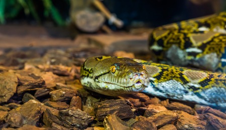 Reticulated python head in closeup, beautiful snake face with yellow eye, brown and yellow colored...