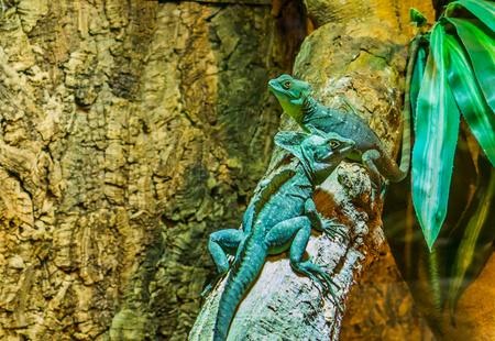 Male and female green plumed basilisks sitting together on a tree branch, tropical lizards from Americaの写真素材