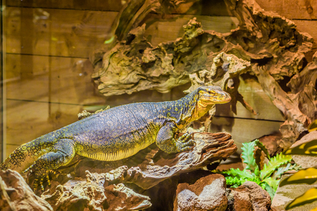 portrait of a common water monitor standing on a tree branch, big tropical lizard from Asiaの写真素材