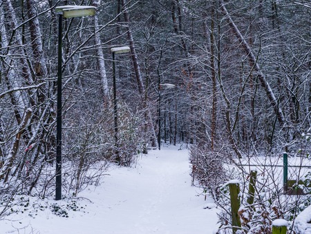 beautiful snowy forest road with unlit lampposts, winter season in the woods, snow forest sceneryの写真素材