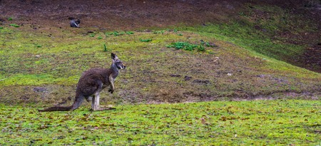 Beautiful portrait of a red necked wallaby standing in the grass, kangaroo from australiaの写真素材
