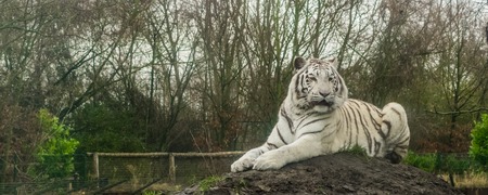 White tiger laying on a heap of sand, pigment color variation of the bengal tiger, Endangered animal...
