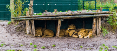 lion family sleeping together in a hut, vulnerable animals from Africaの写真素材