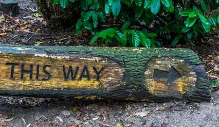 direction sign creatively carved into a tree trunk, Forest or garden signpost, board This way