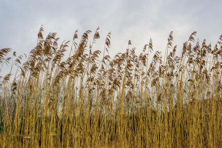 wild and high blooming grasses, agricultural landscape, nature backgroundの写真素材