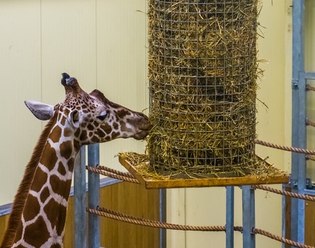 Reticulated giraffe eating from a hay basket, animal zoo feeding equipmentの写真素材