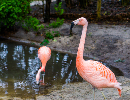 closeup of a chilean flamingo, colorful tropical bird from Americaの写真素材