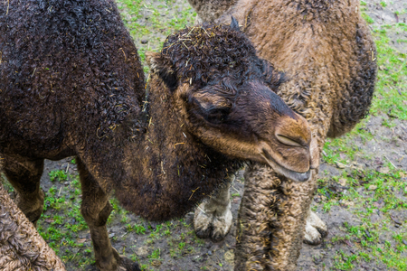 brown dromedary with its face in closeup, arabian camel from the African desertの写真素材