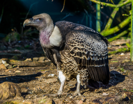 portrait of a rare ruppell's vulture, tropical and critically endangered griffon from the sahel...