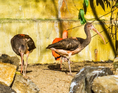 glossy ibis standing on one leg, tropical bird from Eurasia and Africaの写真素材