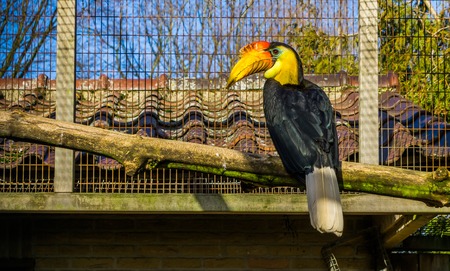 beautiful male wrinkled hornbill sitting on a branch, colorful tropical bird from Asia, Endangered animal specieの写真素材