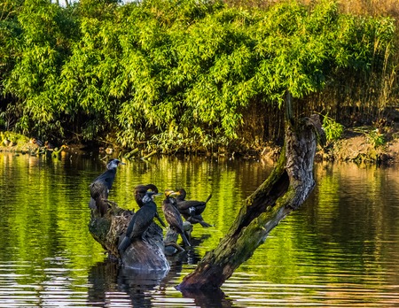 big group of black shags sitting under a tree above the water, beautiful nature sceneryの写真素材