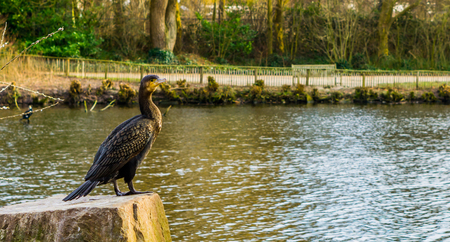 black cormorant standing on a rock with a water landscape in the backgroundの写真素材