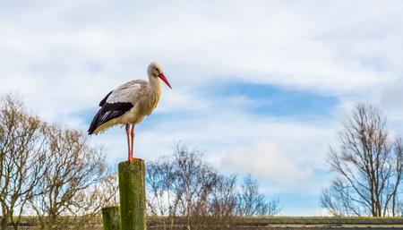 White stork standing on a high wooden pole with a blue sky in the background, Migrated bird from Africaの写真素材