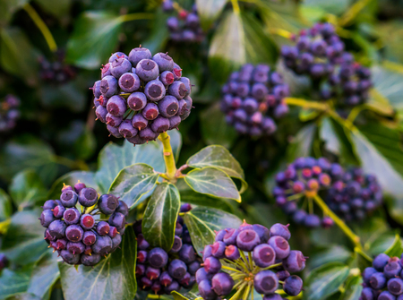 closeup of ivy berries in purple and blue colors, fruiting plant with green leaves, natural backgroundの写真素材