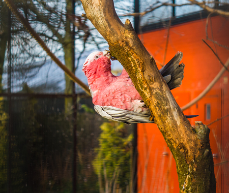 Galah, a rose breasted cockatoo hanging on a tree branch and nibbling on it, popular pet in...