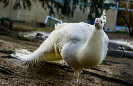 Beautiful white peacock walking in close up, popular color mutation in aviculture, tropical bird from Asiaの写真素材