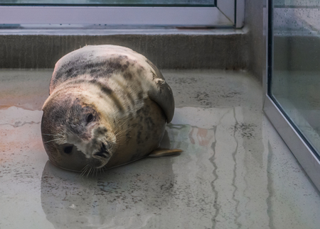 grey seal in a animal shelter, Animal health care, adorable portrait of a water mammalの写真素材