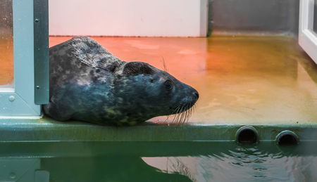 seal sitting at the water side and looking around, Animal shelter, animal healthcareの写真素材