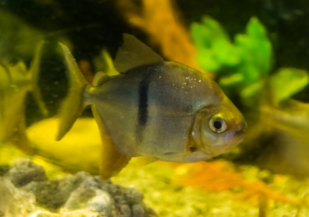 Silver dollar fish (Metynnis hypsauchen), a popular aquarium pet, tropical fish from the amazon...