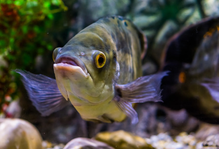 closeup of the face of a oscar tiger cichlid , popular pet in aquacultureの写真素材