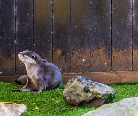 Asian small claw otter sitting down, tropical animal from the wetlands of Asiaの写真素材