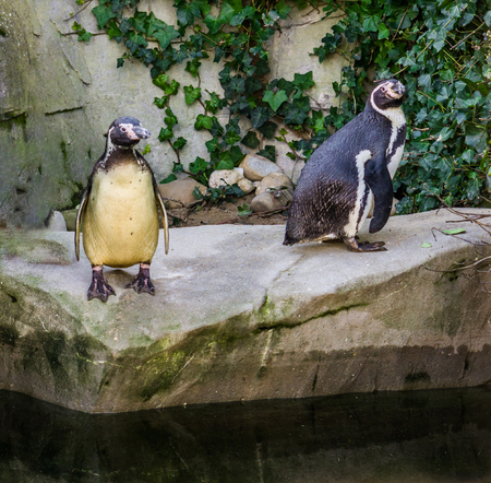 two humboldt penguins standing together on a rock at the water side, vulnerable water birds from the pacific coastの写真素材