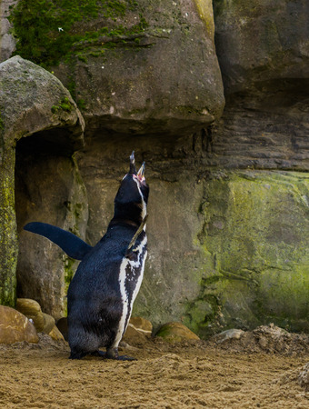 funny humboldt penguin screaming and making a hard sound, waterbird from the pacific coast, threatened animal specieの写真素材