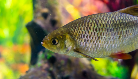 the face of a common rudd in closeup, common fish in the seas of Eurasia