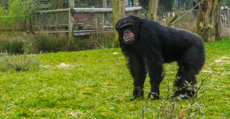 black common chimpanzee standing in the grass pasture and looking towards the camera, Endangered...