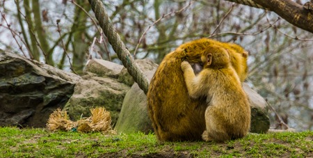 juvenile barbary macaque picking fleas from its mother, animals grooming each other, typical monkey...