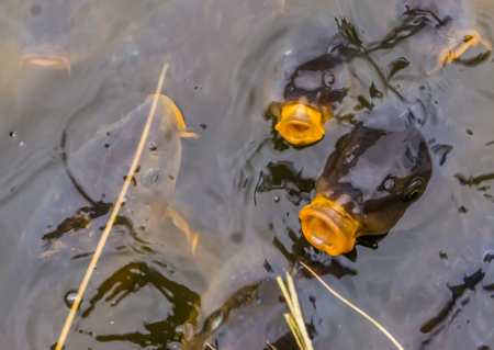 common carps swimming in the water, european carps coming above the water with their mouths, hungry fishes, popular fish in the fishing sport and as petの写真素材