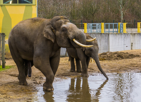 Asian elephants drinking water together, Tusked male elephant putting trunk in his mouth, Endangered animals from Asiaの写真素材